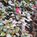 청도강변돌고래펜션 이미지