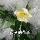 꽃은 피였건만 / 寂寞的花季 / 블루라이트 요코하마 이미지