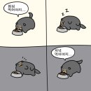 순진한 강아지 이미지