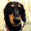 댕이의하루 이미지