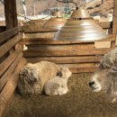 주란목장 | 춘천 명소 해피초원목장에 있는 토끼, 양, 소 여물주기 무료체험 (막바지 겨울에 방문)