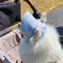 멍멍플라워 이미지