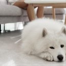 아이러브 독 네이버블로그