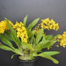 환타지아 이미지