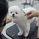 응암애견 티스토리