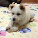 자유로동물병원