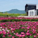 서악다움 | 5월의 경주 여행 가볼만한 곳 - 작약꽃과 형산강 연등 문화 축제