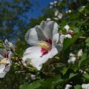 무궁화한의원 이미지