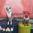 놀러오시개 이미지