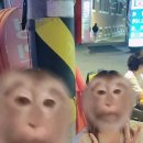 빵빵이 옥지 이미지
