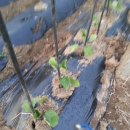 주형농장 이미지