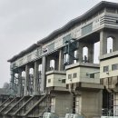 군남 은행나무 이미지