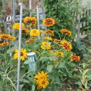 루드베키아 이미지