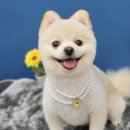 멍멍's 연구소 이미지