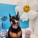 댕댕묭실 이미지