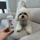 플란다스 | 성분좋은 32무 &#34;플란다스의개 실키 디탱글러 미스트 200ml&#34; 체험단 후기 :)
