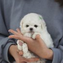 몽냥몽냥 강아지분양 은평점 이미지