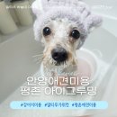아이그루밍 | 안양애견미용 평촌 아이그루밍 말티푸미용 후기!