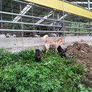 큰닭농장 이미지