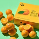 제주 감귤 황금향 효능과 수확 시기 저장방법 이미지