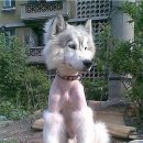 반려동물 셀프미용 이미지