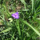 저산성猪山城 이미지