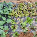 골말농장 이미지