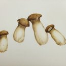 보타니컬아트 (중급) 이미지