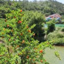 화남농장 이미지