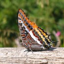 342회 당첨풀이 모음입니다 - 01. 13. 14. 33. 34. 43 (25) 이미지