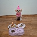 소렌토펜션엔민박 | [공지] 충남 서천 오토캠핑 갯벌체험 가능한 애견 동반 펜션 (내돈내산)