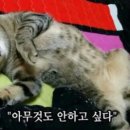 보리보리쌀 이미지