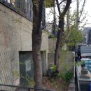 벗나무집 | 단독주택 화단 벗나무 벌목 제거 나무 자르기 전지 작업