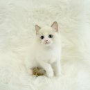 인천고양이분양 테디럽 이미지