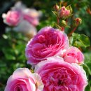 로만티카 이미지