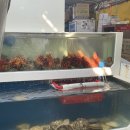 부산 영도 태종대 조개구이 맛집 물망초 내돈내산 후기