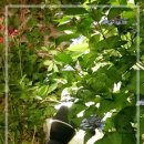 모텔로제 이미지