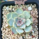 러블리엘 이미지