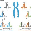 [생리학 박사 나흥식의 몸 이야기] 친할머니보다 외할머니 살갑게 느껴지는 이유 外 이미지