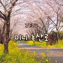 신풍리 | 제주 서귀포 벚꽃 명소 미니 녹산로 유채꽃 벚꽃길 신풍리 벚꽃터널