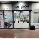 리얼독스 강아지분양 일산본점 | 일산 강아지분양 전문 리얼독스 일산본점 다녀온 솔직 후기!🐶