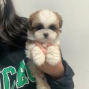41133-105-010 | 성남강아지분양 9월 첫째주 분양간 아가몽들
