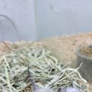 와우펫 이미지