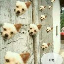 개와고양이 이미지