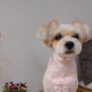 엥고