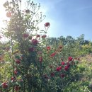 단이농장 이미지