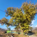 대곡동지석묘군 이미지