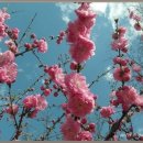 흔들리며 피는 꽃 이미지