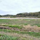 내성천 제방도로 이미지