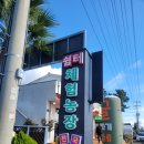 쉼터농장 | 제주 9월 10월 11월 가볼만한 곳 서귀포 귤따기 체험 쉼터체험농장 가족과 함께 한 내돈내산 후기